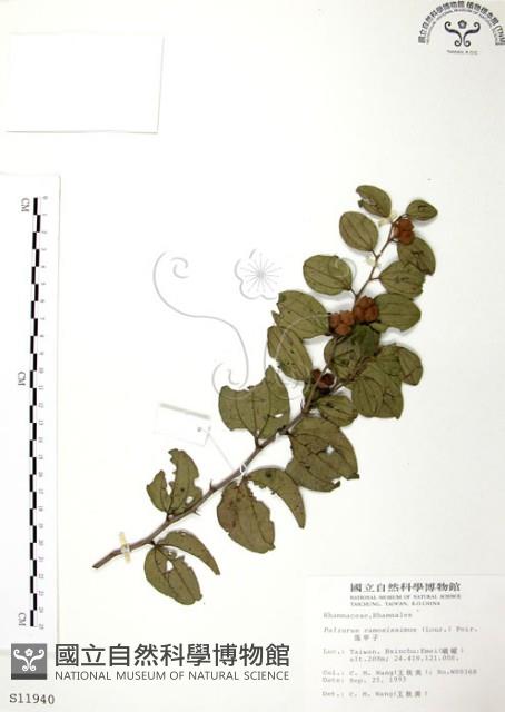 馬甲子藏品圖，第1張