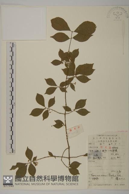 衛矛藏品圖，第1張