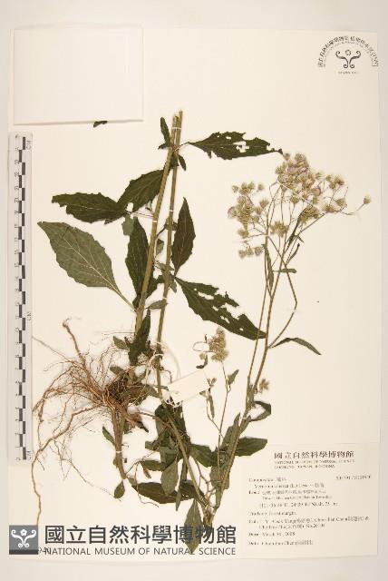 一枝香藏品圖，第1張