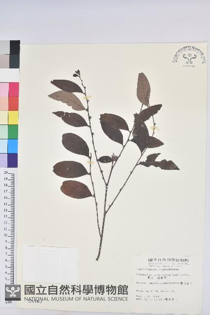 裡白饅頭果藏品圖，第1張