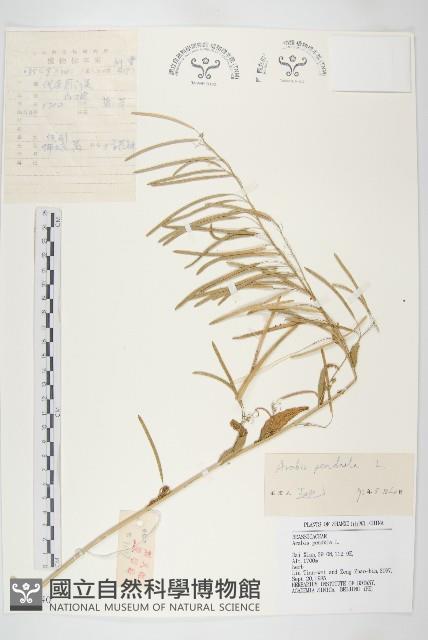 垂果南芥菜藏品圖，第1張