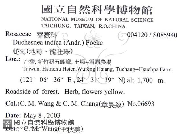 蛇莓、地莓、龍吐珠藏品圖，第1張