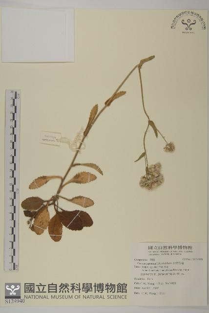 日本假蓬藏品圖，第1張