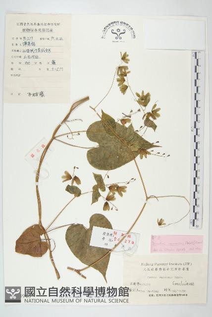 登錄號:S024940藏品圖，第1張