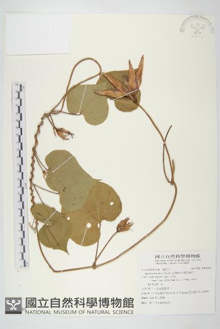 銳葉牽牛藏品圖，第1張