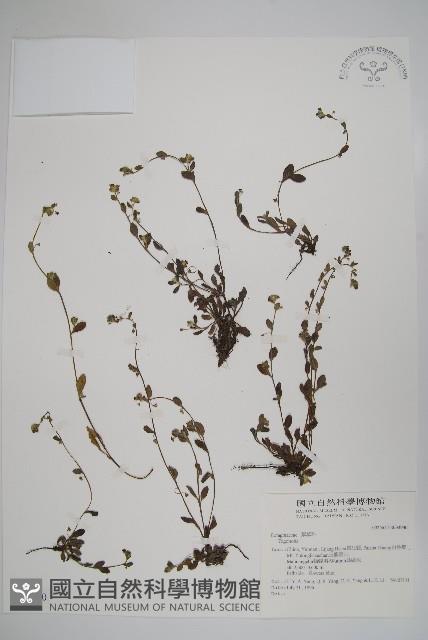 登錄號:S034940藏品圖，第1張