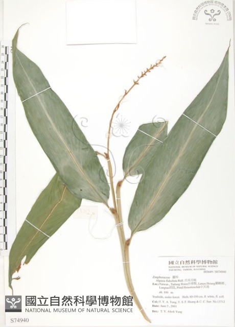 呂宋月桃藏品圖，第1張