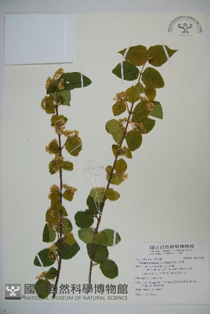 紅子莢迷藏品圖，第1張