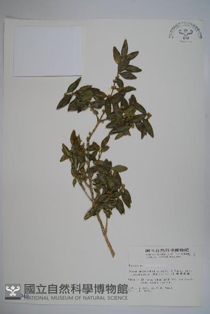 臺灣黃楊藏品圖，第1張