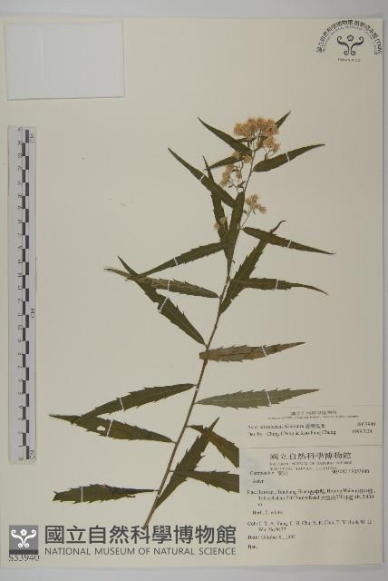 臺灣馬蘭藏品圖，第1張