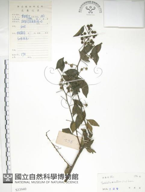 飛龍掌血藏品圖，第1張