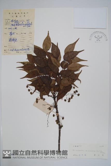 野漆、木臘樹藏品圖，第1張