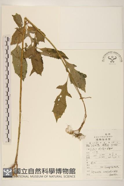 野茼蒿藏品圖，第1張