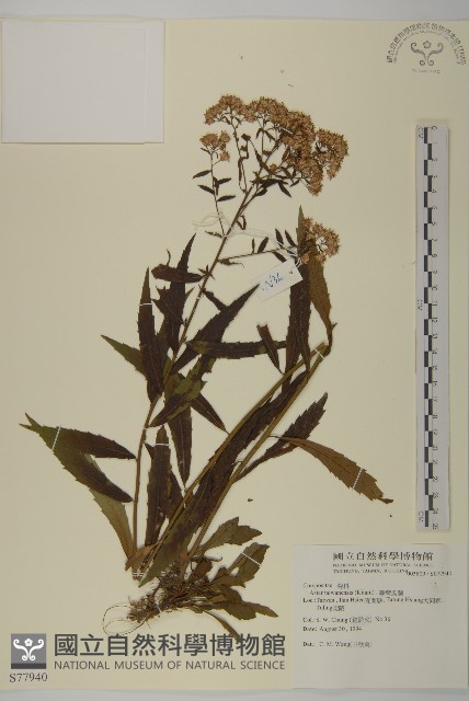 臺灣馬蘭藏品圖，第1張