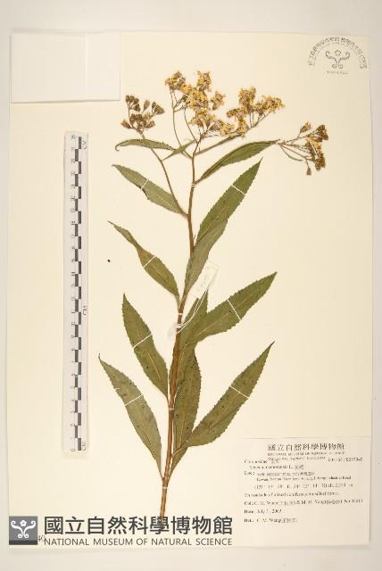 黃菀藏品圖，第1張