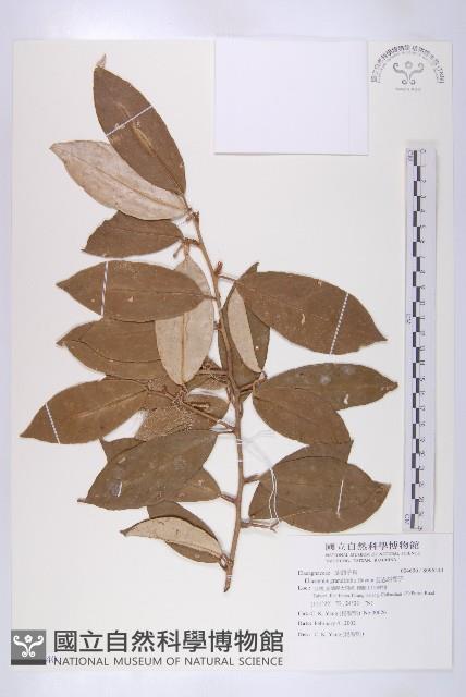 慈恩胡頹子藏品圖，第1張