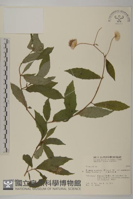 大頭艾納香藏品圖，第1張