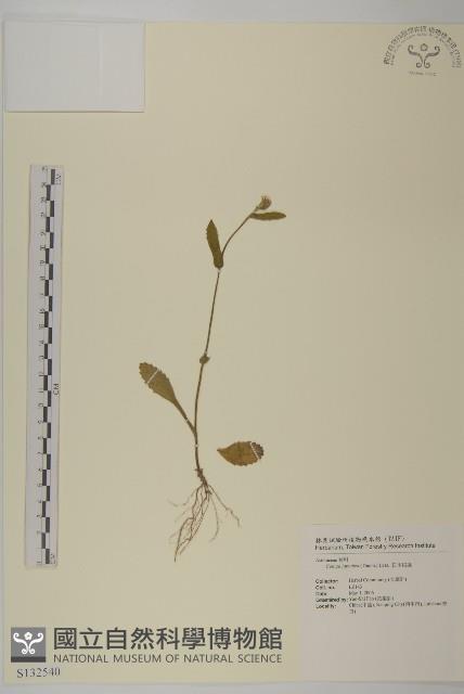 日本假蓬藏品圖，第1張