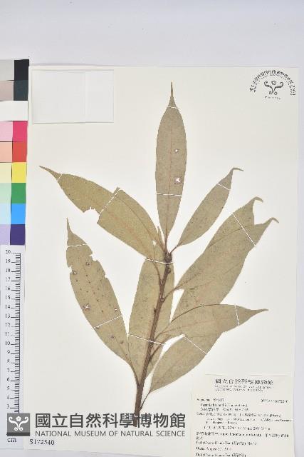 短尾葉石櫟、嶺南柯`東南石櫟藏品圖，第1張