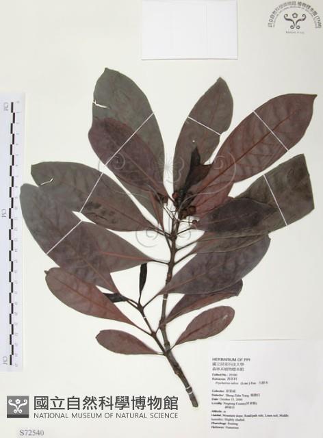 九節木、牛屎烏、青龍吐霧藏品圖，第1張