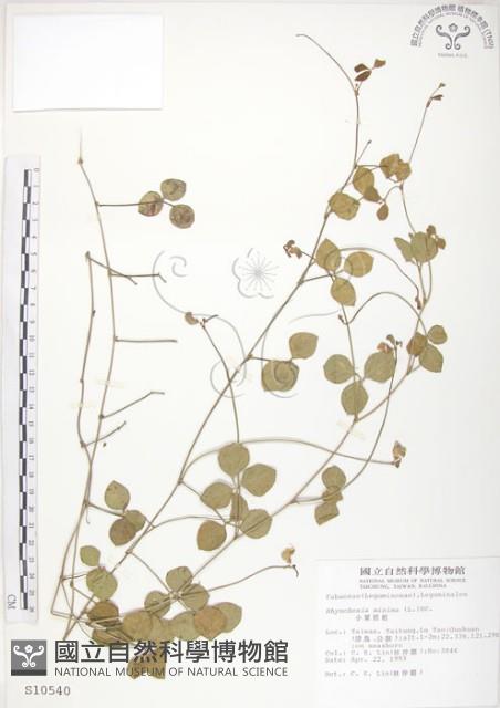 小葉括根藏品圖，第1張