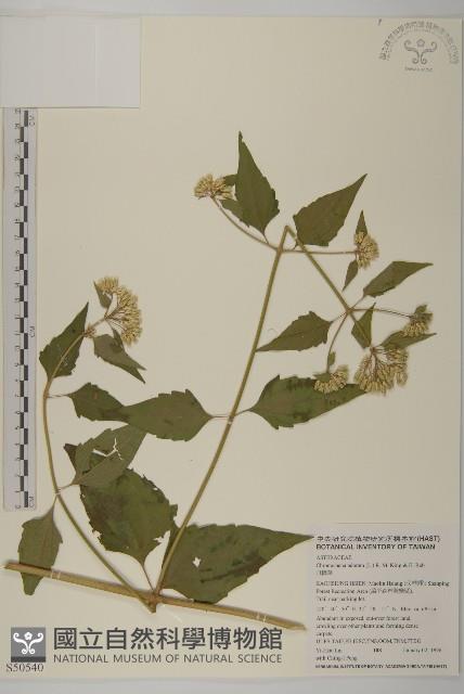 香澤蘭、飛機草藏品圖，第1張