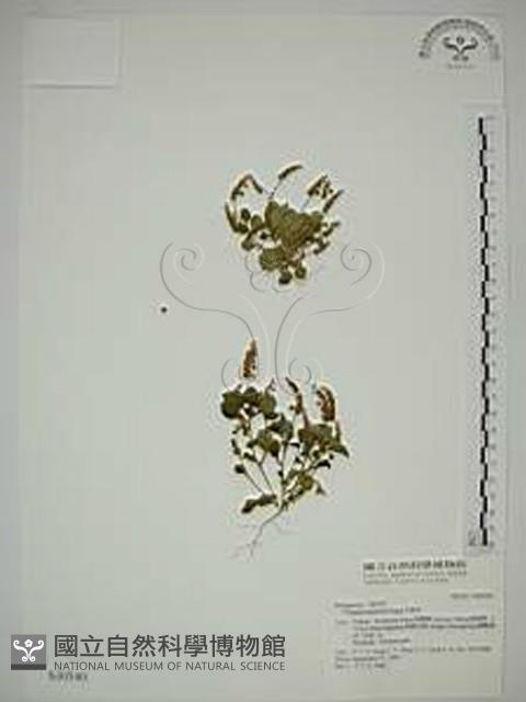 小扁豆藏品圖，第1張