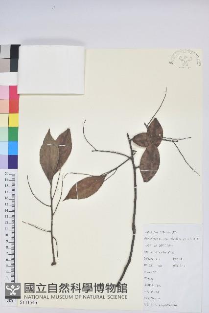 黃背越橘藏品圖，第1張