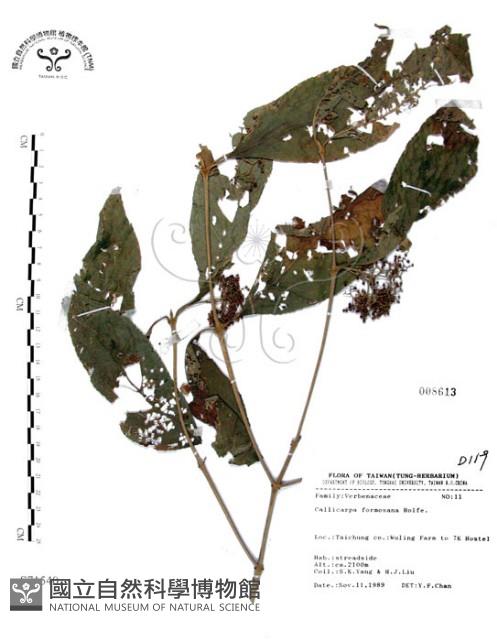 杜虹花，台灣紫珠藏品圖，第1張