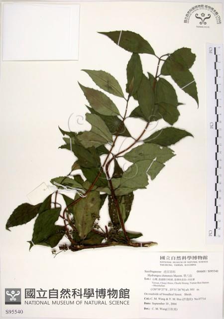 華八仙藏品圖，第1張