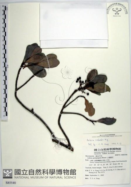 樹杞藏品圖，第1張