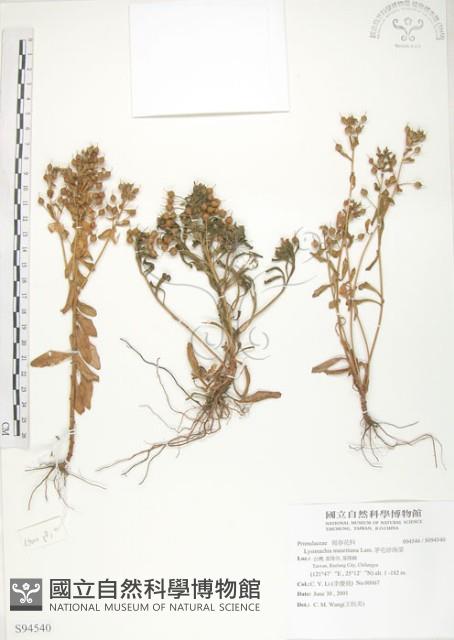 茅毛珍珠菜藏品圖，第1張
