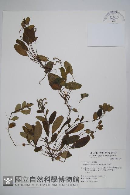 臺灣附地草藏品圖，第1張