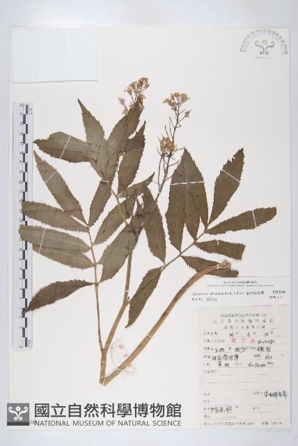 華中碎米薺藏品圖，第1張