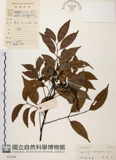 黃杞藏品圖，第1張