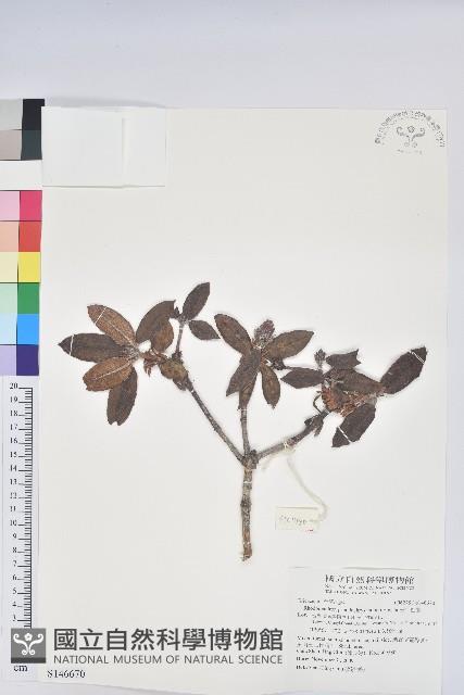 玉山杜鵑藏品圖，第1張