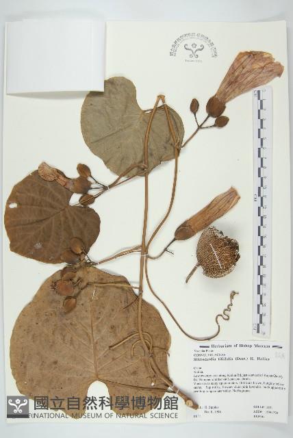 大萼旋花藏品圖，第1張