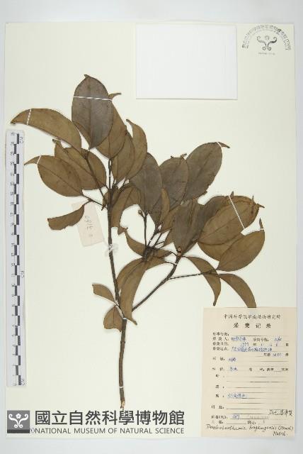 香港四照花藏品圖，第1張
