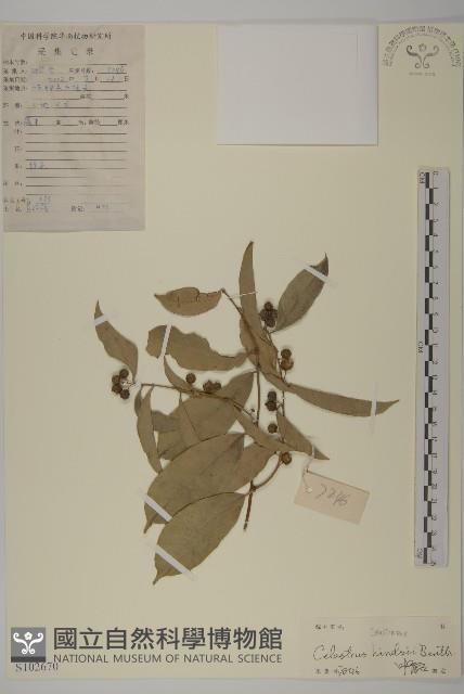 南華南蛇藤，青江藤藏品圖，第1張