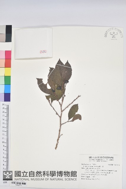 刺杜密藏品圖，第1張