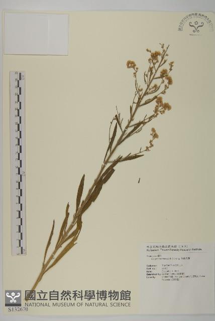 加拿大蓬藏品圖，第1張