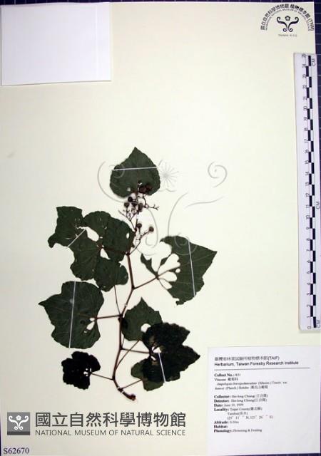 漢氏山葡萄藏品圖，第1張