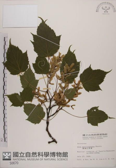 臺灣紅榨槭藏品圖，第1張