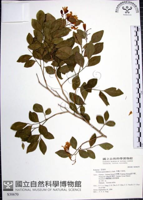 月橘藏品圖，第1張