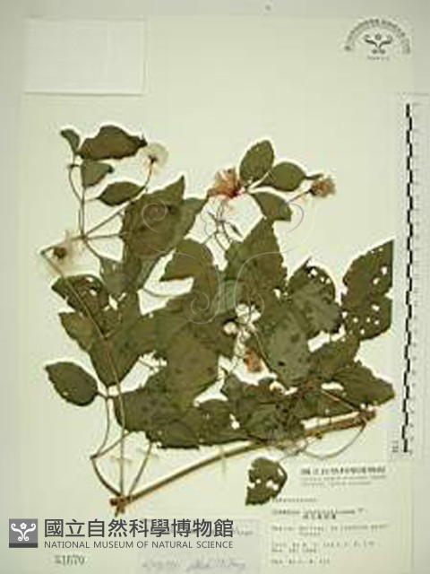 小木通藏品圖，第1張