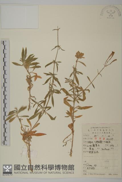 登錄號:S051670藏品圖，第1張