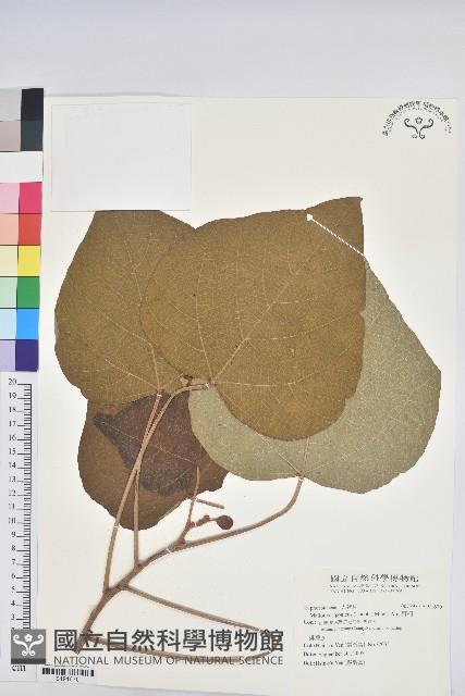 野桐藏品圖，第1張