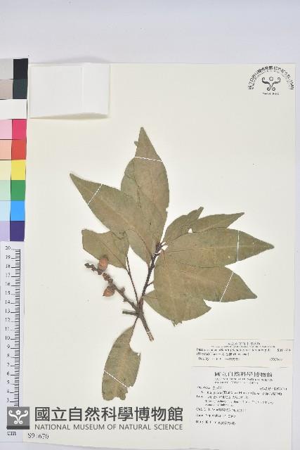 三斗石櫟藏品圖，第1張