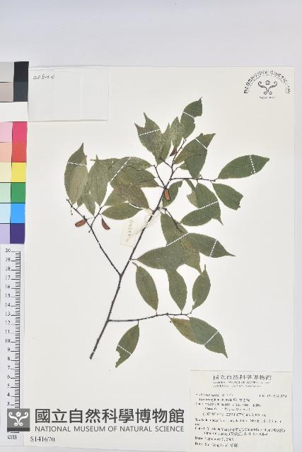 華古柯藏品圖，第1張