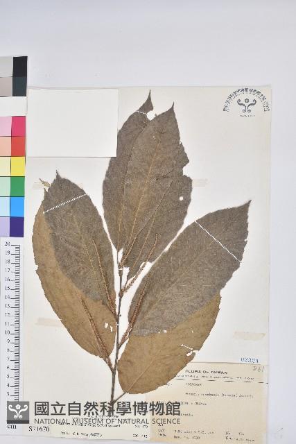 板栗藏品圖，第1張